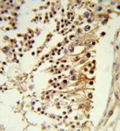 CENPH antibody, Internal