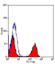 T Lymphocytes antibody [KEN-5]