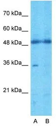 TMEM30A antibody, Internal