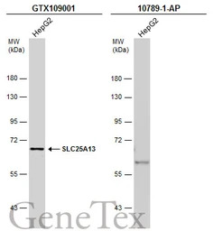 SLC25A13 antibody [N3C2], Inte