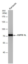 HSP70 1L antibody [N1N3]