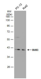 BUB3 antibody [N1C1]
