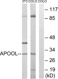 Apolipoprotein O like antibody
