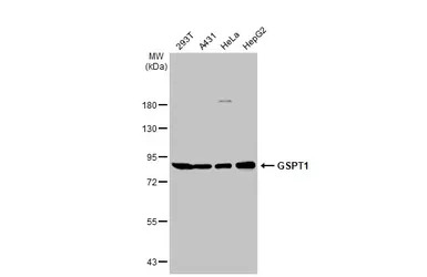 GSPT1 antibody