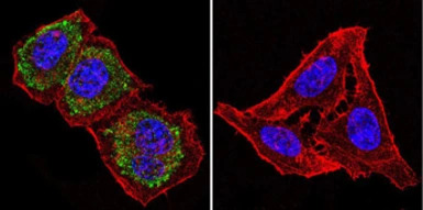 HSP60 antibody [A57-B9]