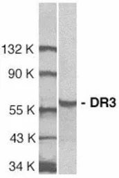 DR3 antibody