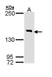 DIP2B antibody [C2C3-2], C-ter