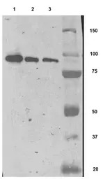 PSMA antibody [GCP-04]