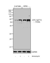 ATF2 (phospho Thr71) antibody