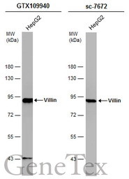 Villin antibody