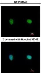 Ku70 antibody [N1N3]