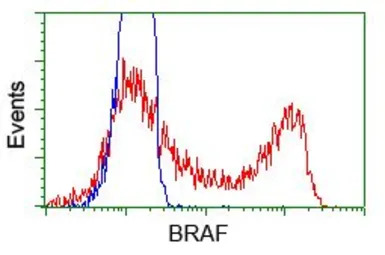 B-Raf antibody [1E2]