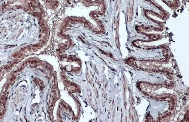Bmi1 antibody