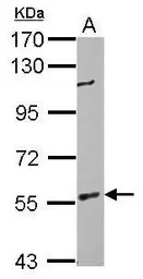 BAIAP2 antibody