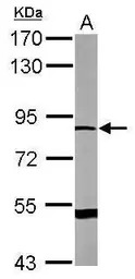 DRP2 antibody [N3C1], Internal