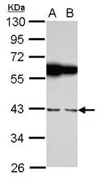 RBMS1 antibody [N2C3]