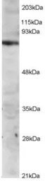 ITK antibody