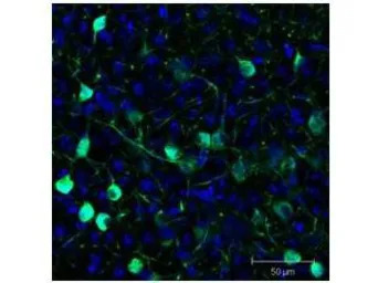 GFP antibody (FITC)
