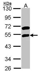 RBMS1 antibody [N2C3]