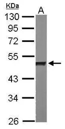 hnRNP H antibody [N1C1]