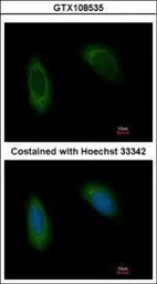TRAM1 antibody [C2C3], C-term