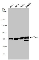 Tara antibody [C2C3-2], C-term