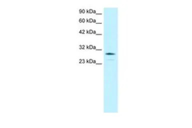 OTX2 antibody, N-term