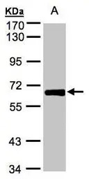 ZNF169 antibody [N3C3]