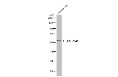 CYP26A1 antibody