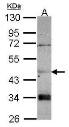 CNDP2 antibody [N3C3]