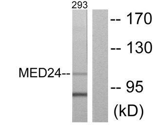 MED24 antibody
