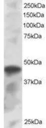 IRF8 antibody, C-term