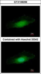 PPP4C antibody [N1], N-term