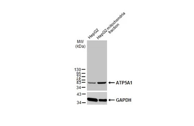 ATP5A1 antibody [C2C3], C-term