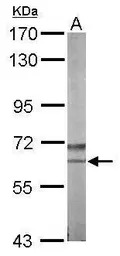 NLK antibody [N3C3]