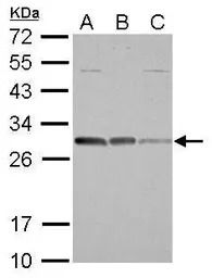 BCL10 antibody