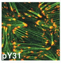 Paxillin (phospho Tyr31) antib