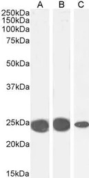 HP1 alpha antibody, Internal