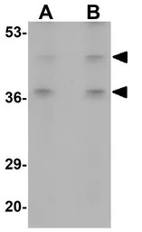 BFAR antibody