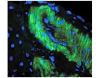 Nitrotyrosine antibody [39B6]