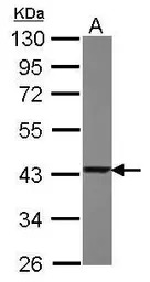 TXNL2 antibody [N2C3]