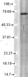 KCNQ4 antibody [S43-6]