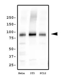 KIF2A antibody