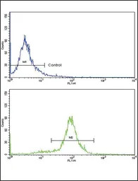 MCP1 / CCL2 antibody, C-term