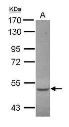 CCDC17 antibody [C1C3]