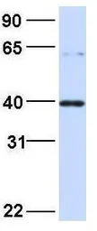 EIF3G antibody, Internal