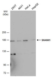 SHANK1 antibody [C3], C-term
