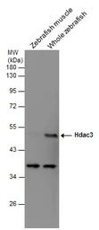 HDAC3 antibody