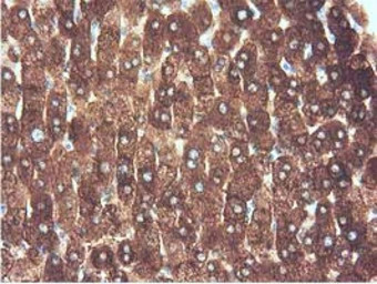 ALDH1L1 antibody [6A10]