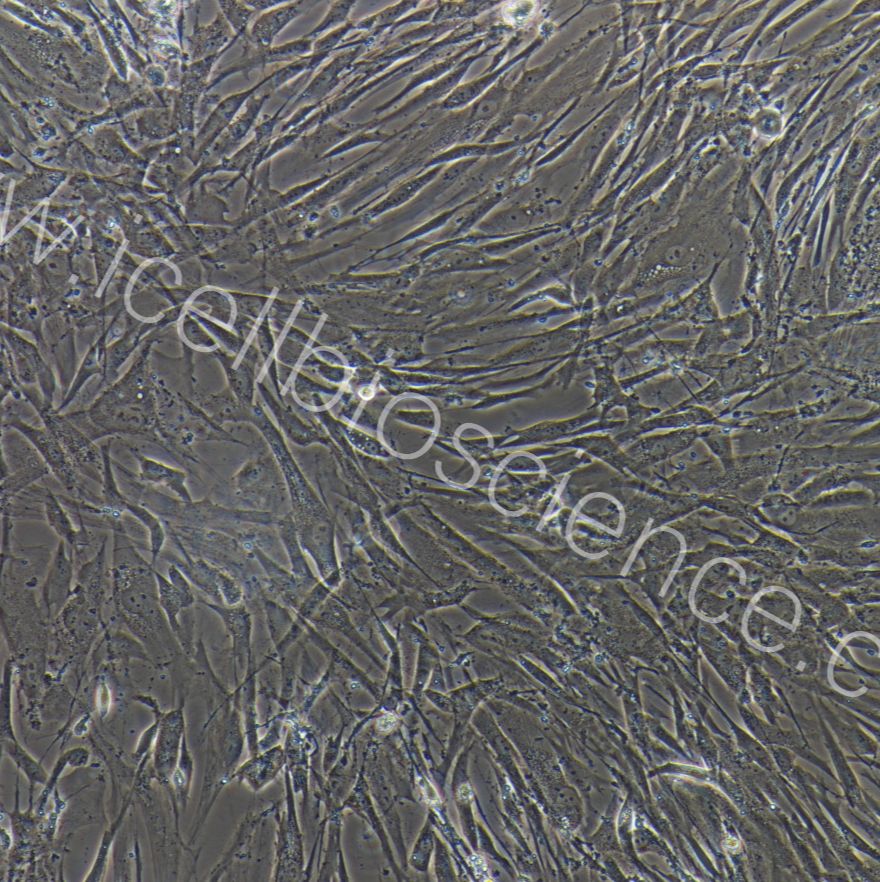兔巩膜成纤维细胞/免疫荧光鉴定